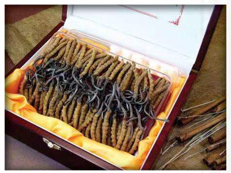 同心冬虫夏草回收